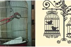 [KUIS] Desain sarang nyeleneh berdasarkan burung yang ingin kamu pelihara!