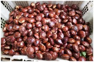 Tak perlu pemeraman atau ditambah kopi, ini trik rebus jengkol supaya bau nggak lagi