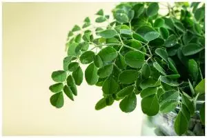 Cuma pakai 1 alat, trik cepat petik daun kelor ini nggak bikin tangan pegal