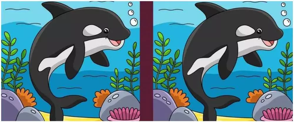 ikan paus berbagai sumber