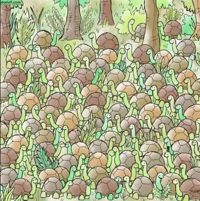 bersembunyi di antara kura-kura berbagai sumber