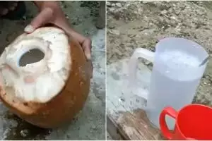 Trik menyimpan air kelapa agar tidak cepat basi meski tanpa freezer