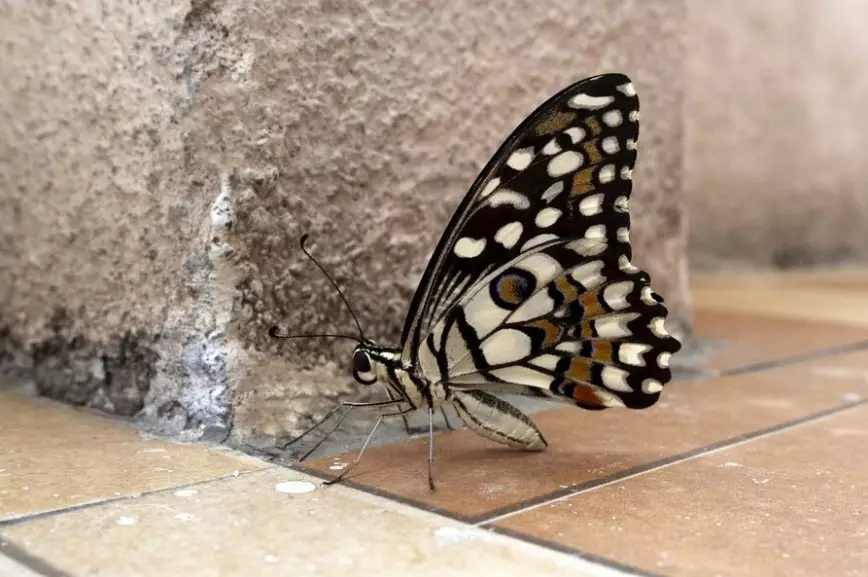 Mitos soal kupu-kupu masuk ke rumah © 2024 brilio.net