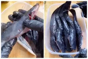 Cara hilangkan lendir dan bau amis lele cuma dengan pembungkus makanan