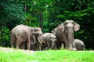 5 Contoh teks anekdot tentang binatang disertai definisi dan formatnya