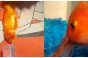 Kisah unik seekor ikan berusia 17 tahun idap tumor hingga dioperasi, prosesnya penuh dramatis