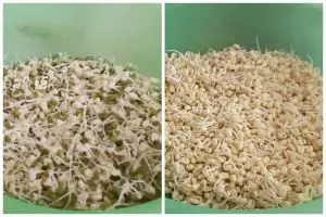 Bukan dikupas satu-satu, ini cara pisahkan kulit kacang hijau dari tauge agar lebih hemat air