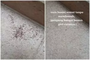 1 Jenis tepung ini ternyata ampuh usir semut di rumah, begini trik jitunya