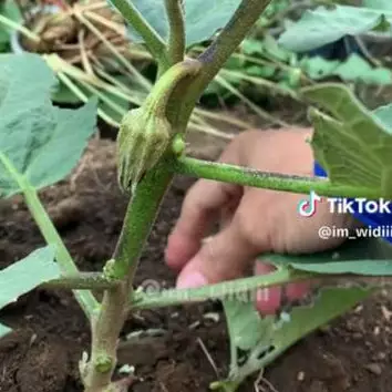 Tak pakai bumbu dapur, begini trik merawat tanaman terong agar tumbuh subur dan buahnya besar