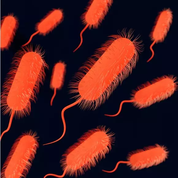 Mengenal infeksi bakteri Clostridium difficile © 2024 brilio.net Mengenal infeksi bakteri Clostridium difficile © 2024 brilio.net