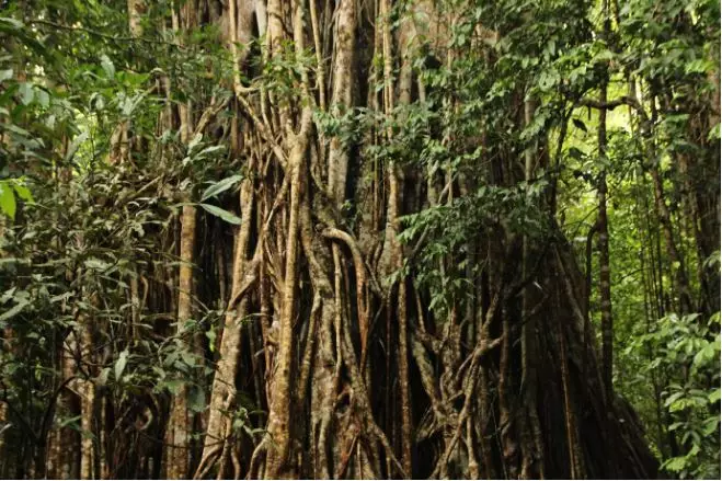 9 Mitos anak suka main di pohon beringin © 2024 brilio.net