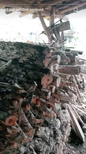 teror ulat jati di awal musim hujan © TikTok