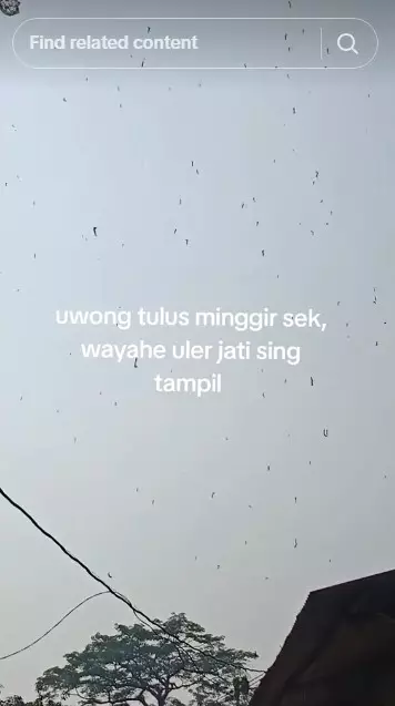 teror ulat jati di awal musim hujan © TikTok