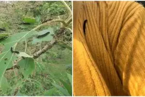 Viral teror ulat jati di awal musim hujan, penampakannya bergelantungan di udara bikin bergidik