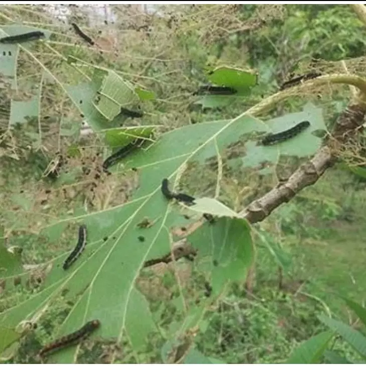 Viral teror ulat jati di awal musim hujan, penampakannya bergelantungan di udara bikin bergidik
