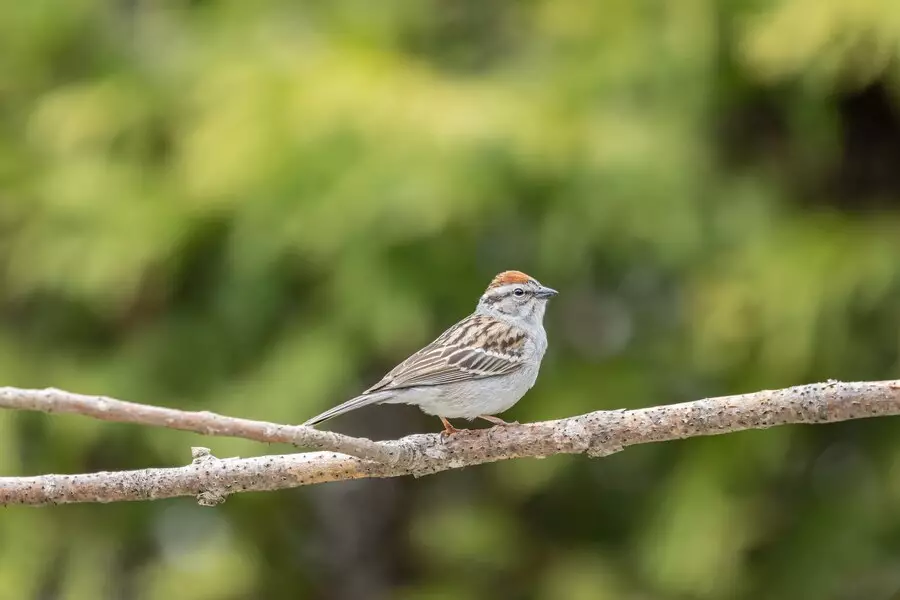 Burung Pipit berkicau di dekat rumah © 2024 freepik.com