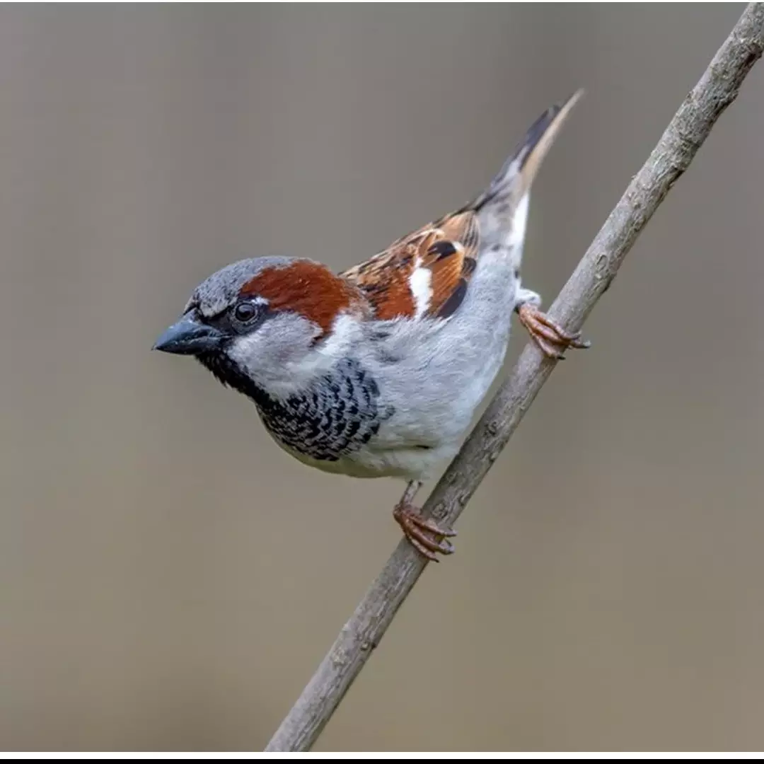 Jadi tanda ada tamu berkunjung, 8 makna burung pipit berkicau di dekat rumah