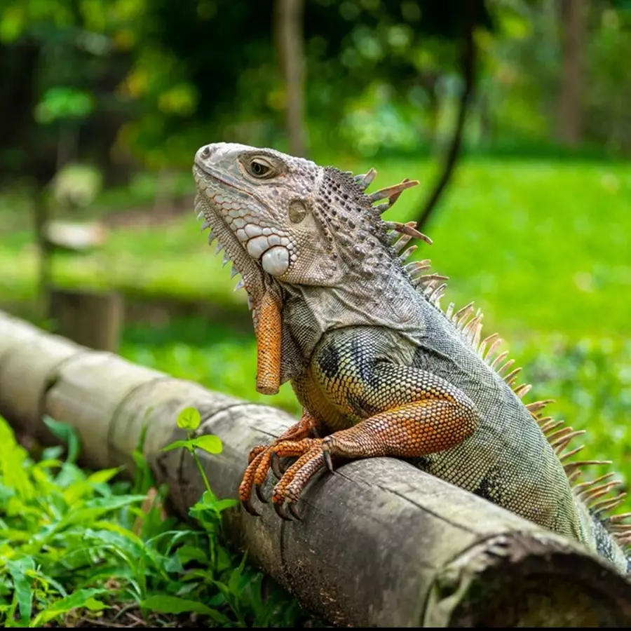 5 Contoh teks laporan hasil observasi fauna, pahami pengertian dan formatnya