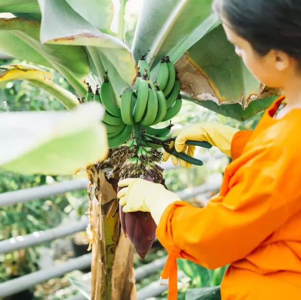 mitos jangan menanam pohon pisang di depan rumah © 2024 brilio.net