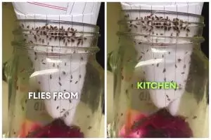 Cuma bermodal kertas dan ampas dapur, begini trik bikin perangkap lalat buah yang praktis dan ampuh
