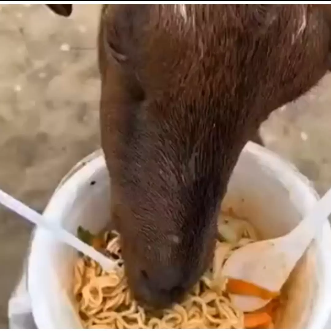 Bukan rumput, kambing dan sapi ini punya makanan kesukaan layaknya manusia, tingkahnya bikin heran