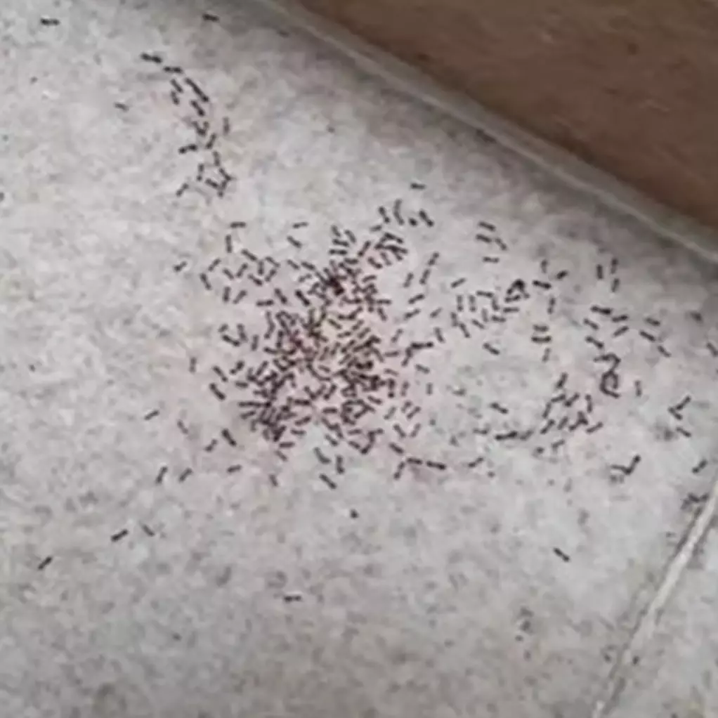 Tak banyak yang tahu, 1 tepung jenis ini ampuh mengusir semut dengan cara mudah