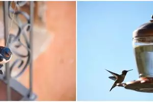 Sering dianggap jadi pertanda kebaikan, ini 7 makna mitos burung masuk rumah