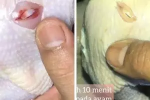 Trik ampuh menghilangkan bau amis dan sisa darah pada daging ayam