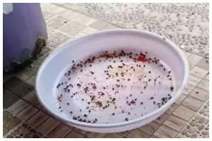 Cara efektif mengusir lalat di meja makan dengan satu bahan dapur, tanpa sabun cuci piring