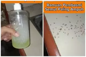 Bukan pakai lada, ini cara bikin cairan pembasmi semut alami dan ampuh cuma dengan 3 bahan dapur