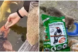 [KUIS] Andai punya peliharaan, kayak apa sifat cerobohmu pas memberinya makan? Lihat potretnya di sini