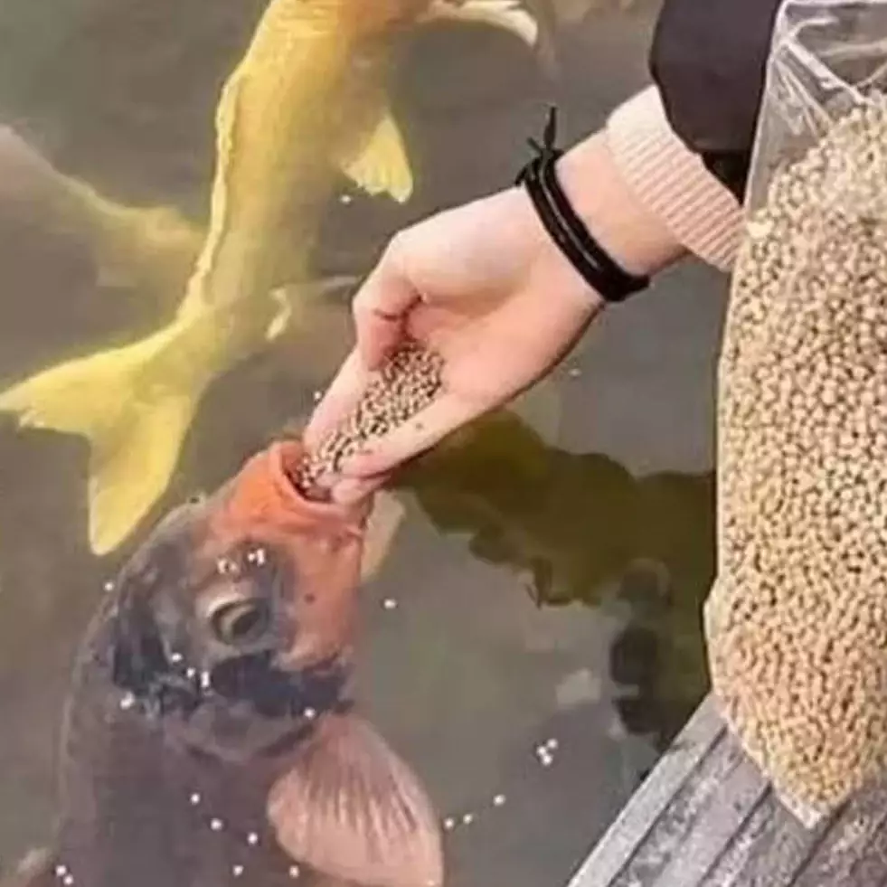 [KUIS] Andai punya peliharaan, kayak apa sifat cerobohmu pas memberinya makan? Lihat potretnya di sini