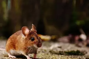 Cara membuat racun tikus alami dengan dua bahan dapur