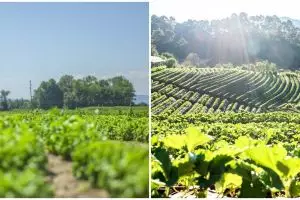 Prabowo sebut swasembada pangan jadi kunci kendalikan inflasi, ini dampak dan strategi penerapannya