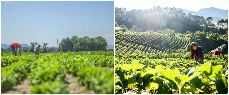 Prabowo sebut swasembada pangan jadi kunci kendalikan inflasi, ini dampak dan strategi penerapannya