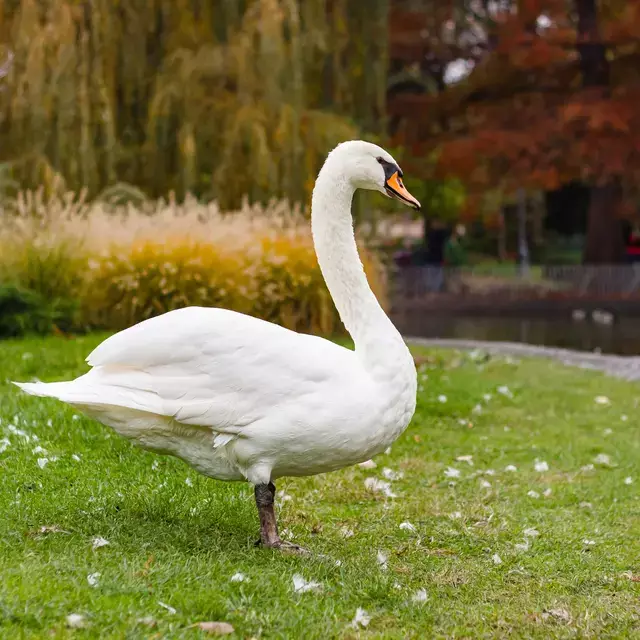 Niatnya buat penelitian tugas sekolah, dua siswa SMP ini temukan senyawa antikanker dari kotoran angsa