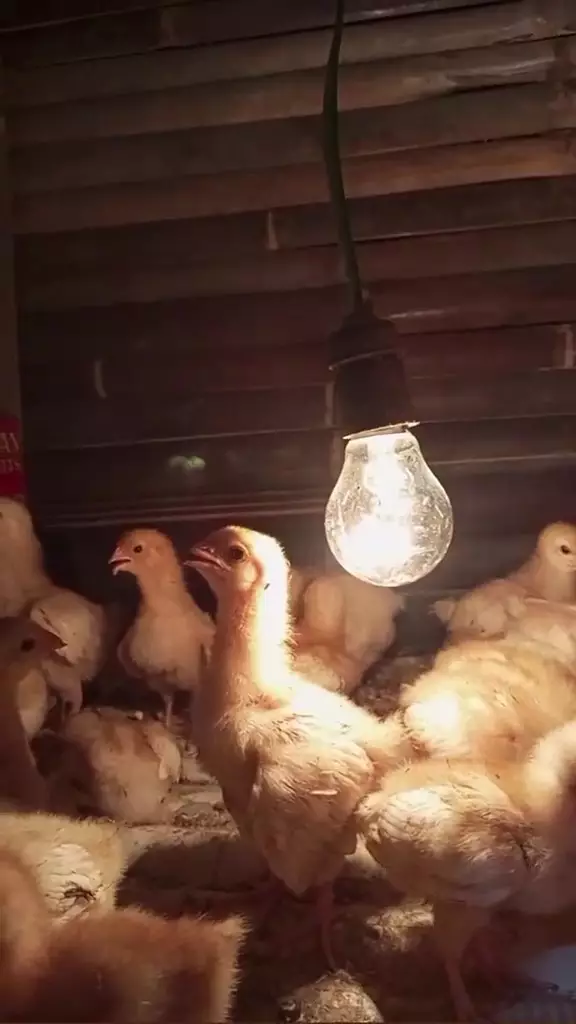 cewek putuskan beli anak ayam karena jenuh skripsi © 2024 TikTok