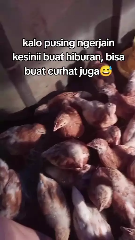 cewek putuskan beli anak ayam karena jenuh skripsi © 2024 TikTok