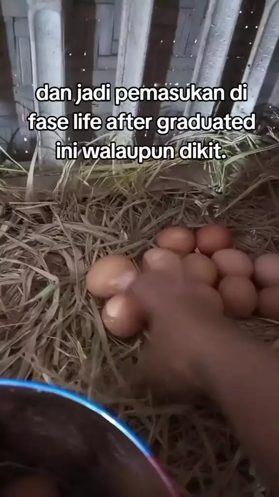 cewek putuskan beli anak ayam karena jenuh skripsi © 2024 TikTok