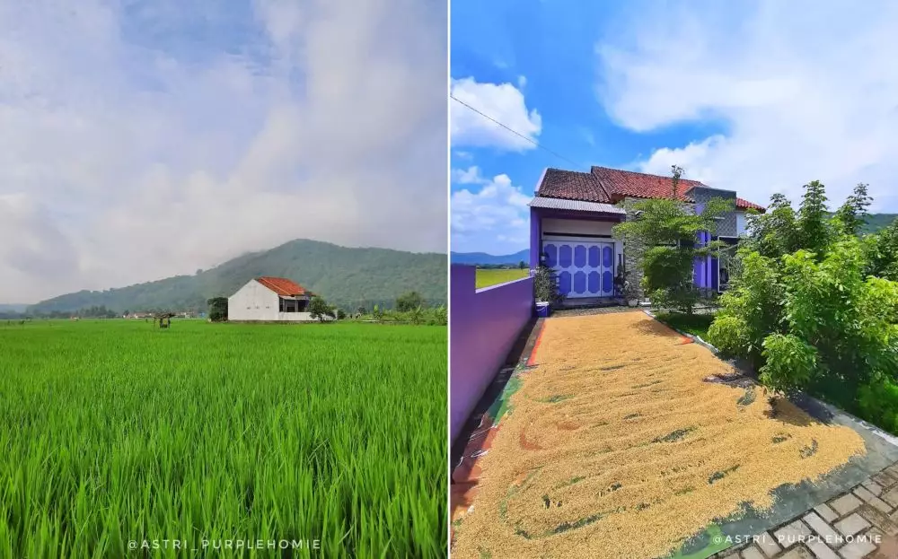 rumah serba ungu tengah sawah © Instagram rumah serba ungu tengah sawah © Instagram