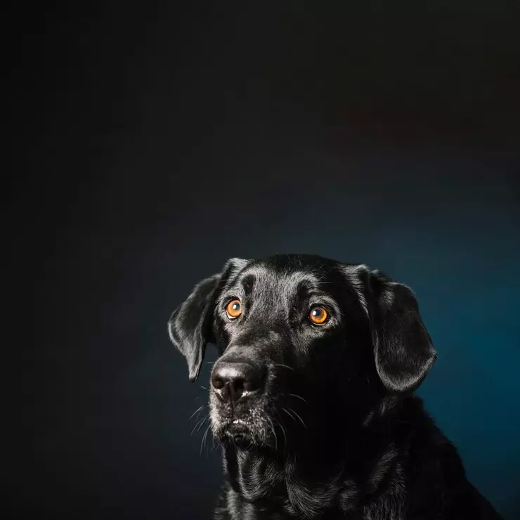 arti melihat anjing hitam di malam hari © 2024 freepik.com