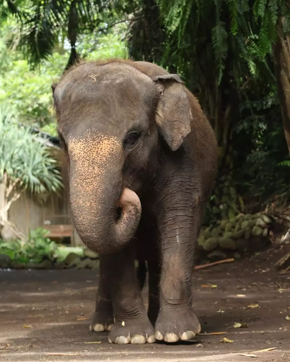 kronologi Molly Gajah Bali Zoo meninggal © Instagram