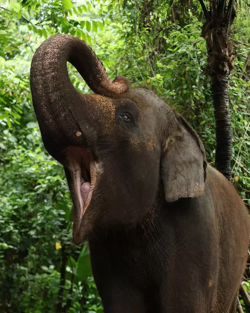 kronologi Molly Gajah Bali Zoo meninggal © Instagram