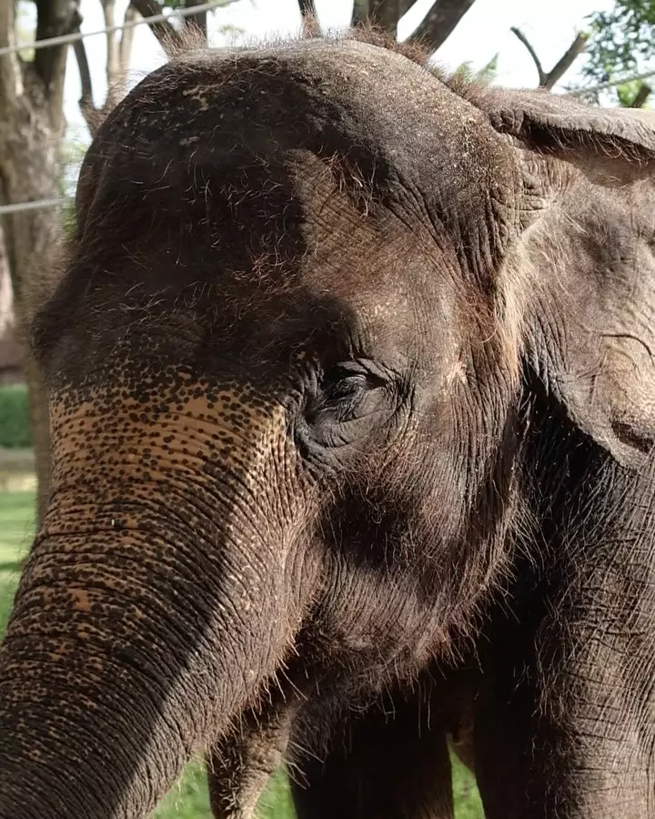 kronologi Molly Gajah Bali Zoo meninggal © Instagram