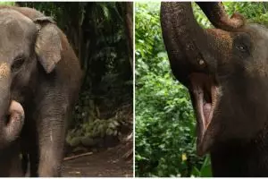 Pengawasan dipertanyakan, begini kronologi Molly Gajah Bali Zoo meninggal gegara terbawa arus sungai
