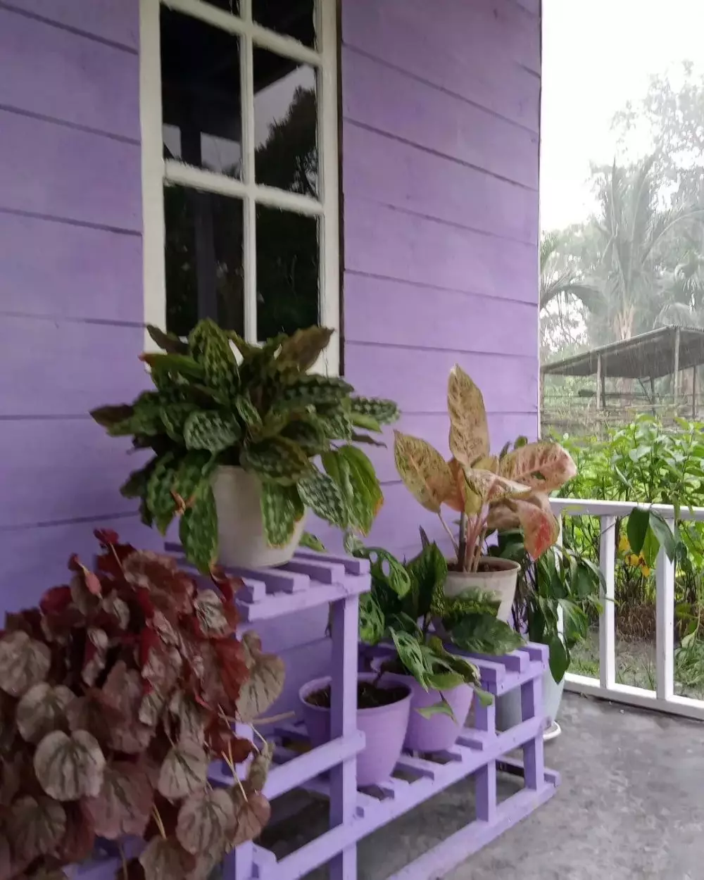 rumah ungu tepi sungai © berbagai sumber rumah ungu tepi sungai © berbagai sumber