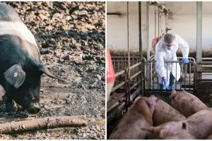 Apakah membahayakan manusia? Kenali apa itu Demam Babi Afrika, penyebab, gejala, dan penularannya