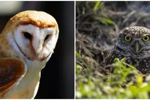 Dapat membawa kebangkrutan, ini 7 arti memelihara burung hantu yang banyak dipercaya