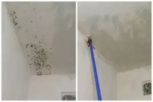 Cara ampuh bersihkan jamur di plafon rumah ini tak bikin cat luntur, pakai tambahan 1 bahan dapur