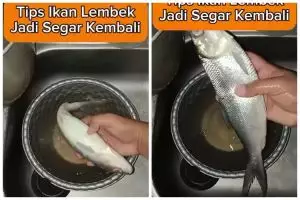 Kerap lembek jika disimpan lama, begini trik agar ikan jadi lebih segar lagi saat hendak diolah